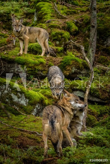 Bild på Alaska wolf pack Canis lupus 